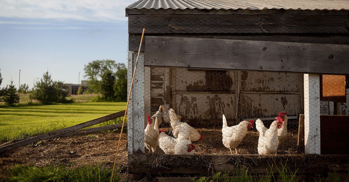 Featured Image for A Guide to Building a Chicken Coop